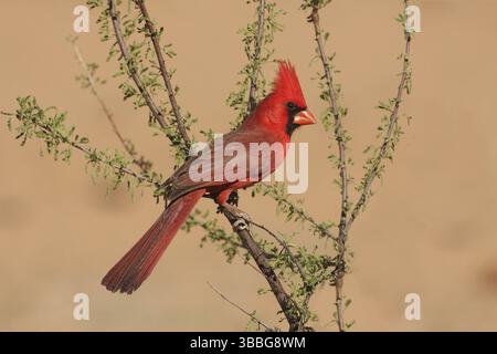 Cardinal du Nord (Cardinalis cardinalis) mâle, Arizona, USA, Amérique du Nord Banque D'Images