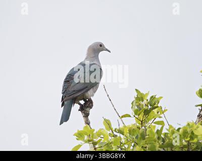 Pigeon impérial vert (Ducula aenea), Sri Lanka, Asie Banque D'Images