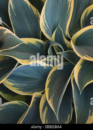 Gros plan des feuilles panachées d'une plante Hosta 'First Frost' Banque D'Images