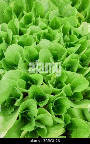 Plants de légumes à feuilles vertes, fond naturel. Banque D'Images