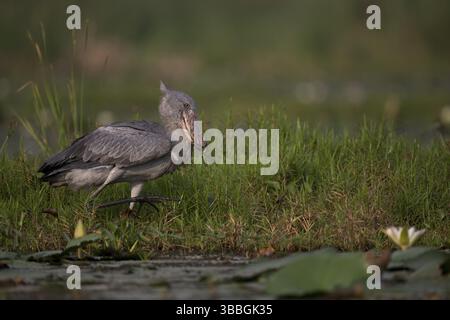 Shoebill (Balaeniceps rex) recherche de nourriture, Lac Albert, Ouganda, Afrique Banque D'Images