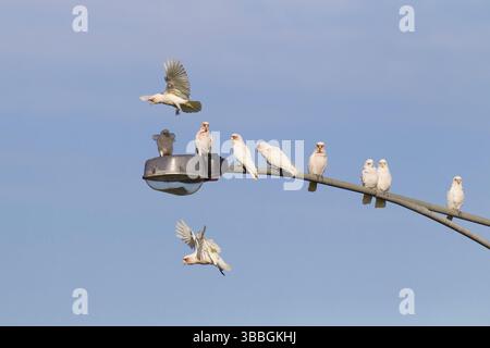 Corella & Little Corella (Cacatua tenuirostris & Cacatua sanguinea) volants, Victoria, Australie, Océanie Banque D'Images