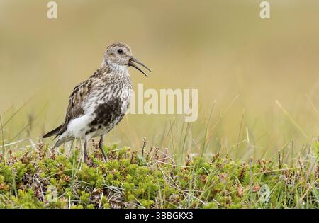 Dunlin (Calidris alpina) faisant escale sur le terrain, Islande, Europe Banque D'Images