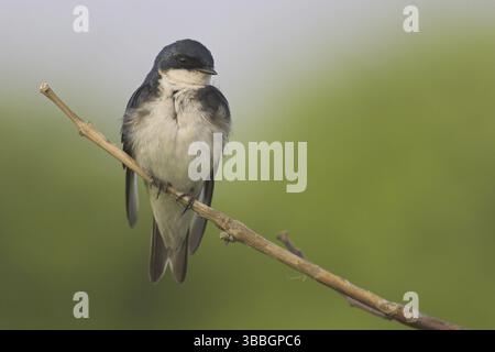 Hirondelle des arbres (Tachycineta bicolor), Ontario, Canada, Amérique du Nord Banque D'Images