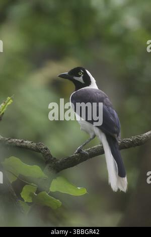 Jay à queue blanche (Cyanocorax mystacalis), Guayas, Équateur, Amérique du Sud Banque D'Images