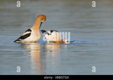 Avocet américain (Recurvirostra americana), Arizona, États-Unis, Amérique du Nord Banque D'Images