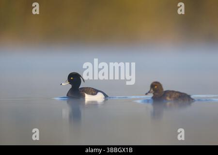 Couple de canards touffetés (Aythya fuligula), Rhénanie du Nord-Westphalie, Allemagne, Europe Banque D'Images