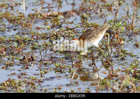 Petite Jacana, (Microparra capensis) Banque D'Images
