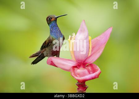 Oiseau suçant le nectar de fleur rose. Colibri avec fleur. Hillstar à queue blanche, Urochroma bougueri, sur la fleur de ping, gren et fond jaune, Co Banque D'Images