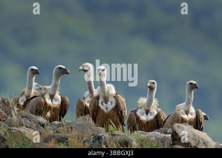 Groupe de vautours. Griffon Vulture, Gyps fulvus, grands oiseaux de proie assis sur la pierre, montagne de roche, habitat naturel, Madzarovo, Bulgarie, Rhodo de l'est Banque D'Images