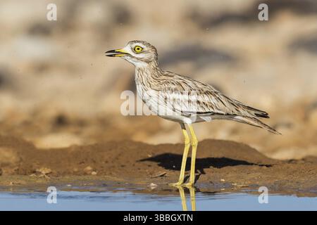 Courlis de pierre eurasien (Burhinus oedicnemus), Néguev, Israël, Asie Banque D'Images