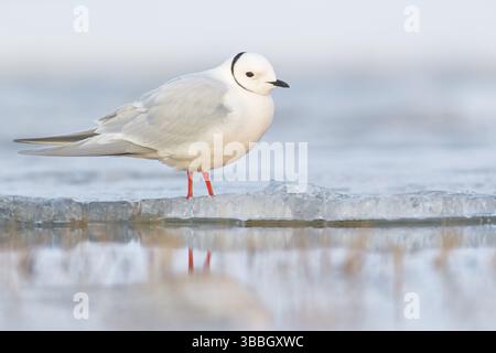 Mouette Ross (Rhodostethia rosea) se nourrissant sur un petit étang de la toundra dans le nord de l'Alaska Banque D'Images