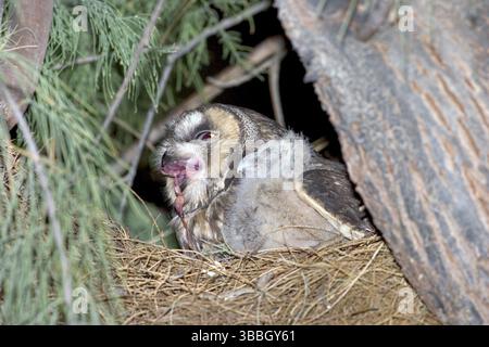 Hibou à oreilles longues Asio otus Anza Borrego State Park, CALIFORNIE, États-Unis avril Strigidae adulte et immature Banque D'Images