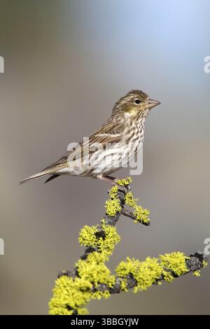 Roselin de Cassin Carpodacus cassinii Cabin Lake, Oregon, United States 5 femelle adulte peut Fringillidae Banque D'Images