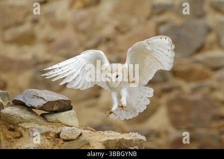 Hibou de la grange, Tyto alba, avec de belles ailes, atterrissage sur le mur de pierre, oiseau léger volant dans le vieux château, animal dans l'habitat urbain. Scène sauvage de nat Banque D'Images