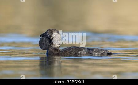 Canard musqué (Biziura lobata) mâle, Victoria, Australie, Océanie Banque D'Images