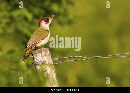Gruenspecht, pic vert, pic vert eurasien, Picus viridis, pic vert, PITO Real Banque D'Images