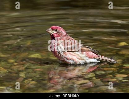 Un mâle Roselin pourpré (Haemorhous purpureus), baigne dans un étang d'arrière-cour à Saskatoon, Saskatchewan Banque D'Images