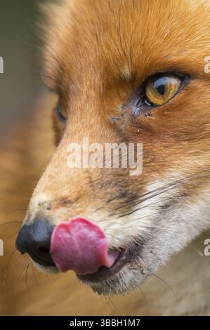 Renard rouge (Vulpes vulpes) portrait adulte, pays-Bas Banque D'Images