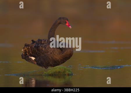 Cygne noir (Cygnus atratus), Nouvelle-Galles du Sud, Australie, Océanie Banque D'Images