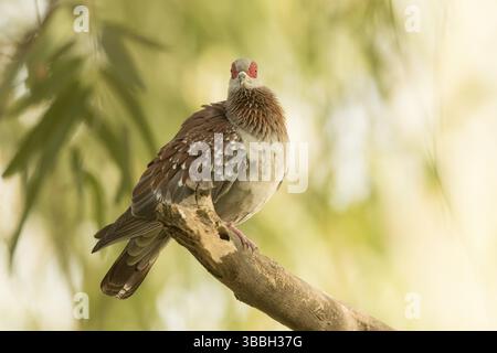 Pigeon moucheté (Columba Guinea), Gambie, Afrique Banque D'Images