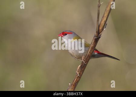 Finlandais à sourcils rouges (Neochmia temporalis), Nouvelle-Galles du Sud, Australie, Océanie Banque D'Images