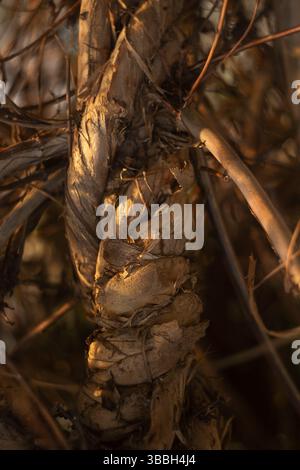 Écorce sèche et fibres éclairées par la lumière douce du soleil du soir, mettant en valeur les textures naturelles. Banque D'Images