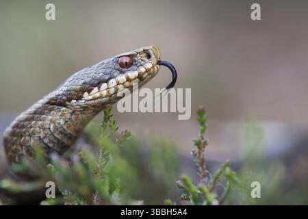 Femelle commune d'Adder européenne (Vipera berus), basse-Saxe, Allemagne, Europe Banque D'Images
