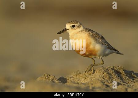 Pluvier néo-zélandais (Charadrius obscurus), Northland, Île du Nord, Nouvelle-Zélande, Océanie Banque D'Images