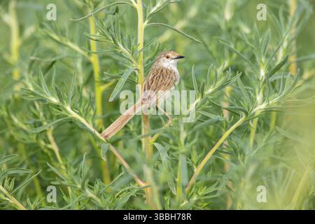 Streifenprinie, Paruline gracieuse, Prinia gracieuse, Prinia gracilis, Prinia gracile, Alzacola Gracil Banque D'Images