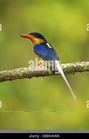 Kingfisher du Paradis à seins chamois (Tanysiptera sylvia), Queensland, Australie, Océanie Banque D'Images