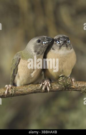 Finnois gouldien (Erythrura gouldiae) juvénile Banque D'Images