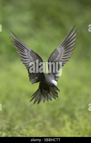 Black Noddy (Anous minutus) volant, Norfolk Island, Australie, Océanie Banque D'Images