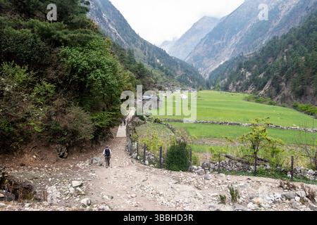 Trekker marchant le long de terrasses verdoyantes dans une vallée boisée sur le sentier Manaslu circuit, Népal. Paysage himalayen paisible au printemps Banque D'Images