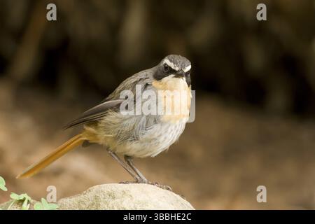 Cape Robin-Chat (Cossypha caffra) mâle, Afrique du Sud, Afrique Banque D'Images