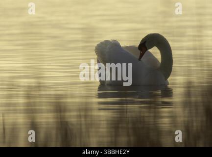 Cygne muet (Cygnus olor), Mecklembourg-Poméranie occidentale, Allemagne, Europe Banque D'Images