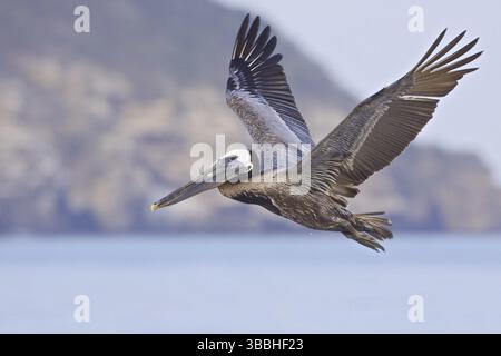 Pélican brun (Pelecanus occidentalis) volant, Équateur, Amérique du Sud Banque D'Images