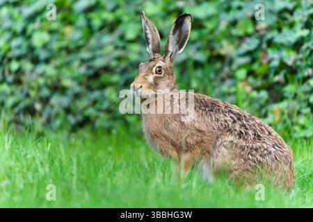 Le lièvre brun européen aka Lepus europaeus est assis dans l'herbe. Hare regarde la caméra. Banque D'Images