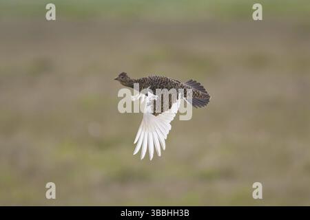 Rock Ptarmigan (Lagopus muta) volant, Islande, Europe Banque D'Images