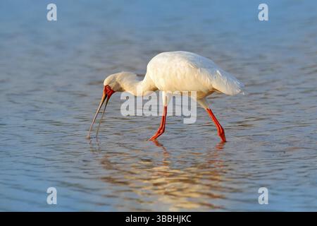 Afro spoonbill, Platalea alba, ibis du delta d'Okavango, Moremi, Botswana en Afrique. Oiseau recherche de nourriture dans l'eau de la rivière. Bec blanc avec r Banque D'Images