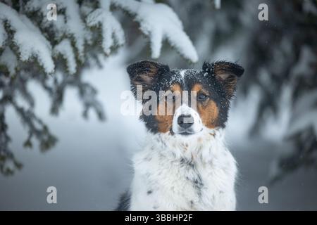 Chien se tient dans la forêt enneigée avec des branches de pin au-dessus Banque D'Images