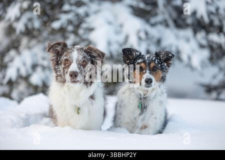 Deux bergers australiens assis dans la neige profonde près d'arbres enneigés Banque D'Images