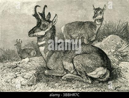 LE PRONGHORN / pronghorn mexicain ( Antilocapra americana ) - troupeau de pronghorn à pied de flotte reposant sur les prairies occidentales Banque D'Images
