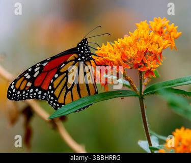 Papillon monarque se nourrissant de fleurs d'orange vif dans le jardin d'été Banque D'Images