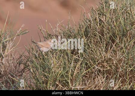 Paruline du désert africain, (Curruca déserti), perchée dans un buisson dans la région désertique du sud du Maroc. Banque D'Images