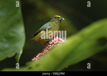 Tanager nourrissant fleur rose. euphonie à dos d'olive, Euphonia gouldi, oiseau tropical exotique du Costa Rica. Oiseau assis sur une belle mousse verte Banque D'Images