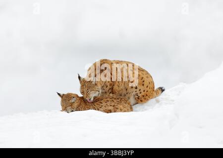 Lynx dans la forêt de neige. Lynx eurasien en hiver. Scène sauvage de la nature tchèque. Chat enneigé dans l'habitat de la nature. Mère avec une famille jeune et sauvage de chats. Lynx Banque D'Images