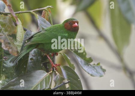 Tanager vert (Chlorornis riefferii), réserve Wayqecha, Pérou, Amérique du Sud Banque D'Images