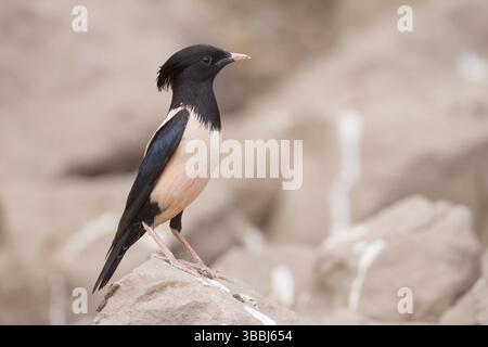 Starling de couleur rose - Rostenstar - Pastor roseus, Kazakhstan, adulte, Asie Banque D'Images