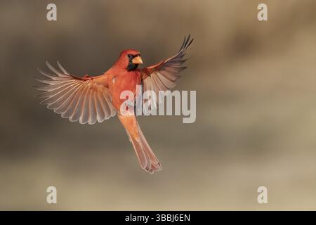 Cardinal du Nord (Cardinalis cardinalis) volant mâle, Texas, USA, Amérique du Nord Banque D'Images